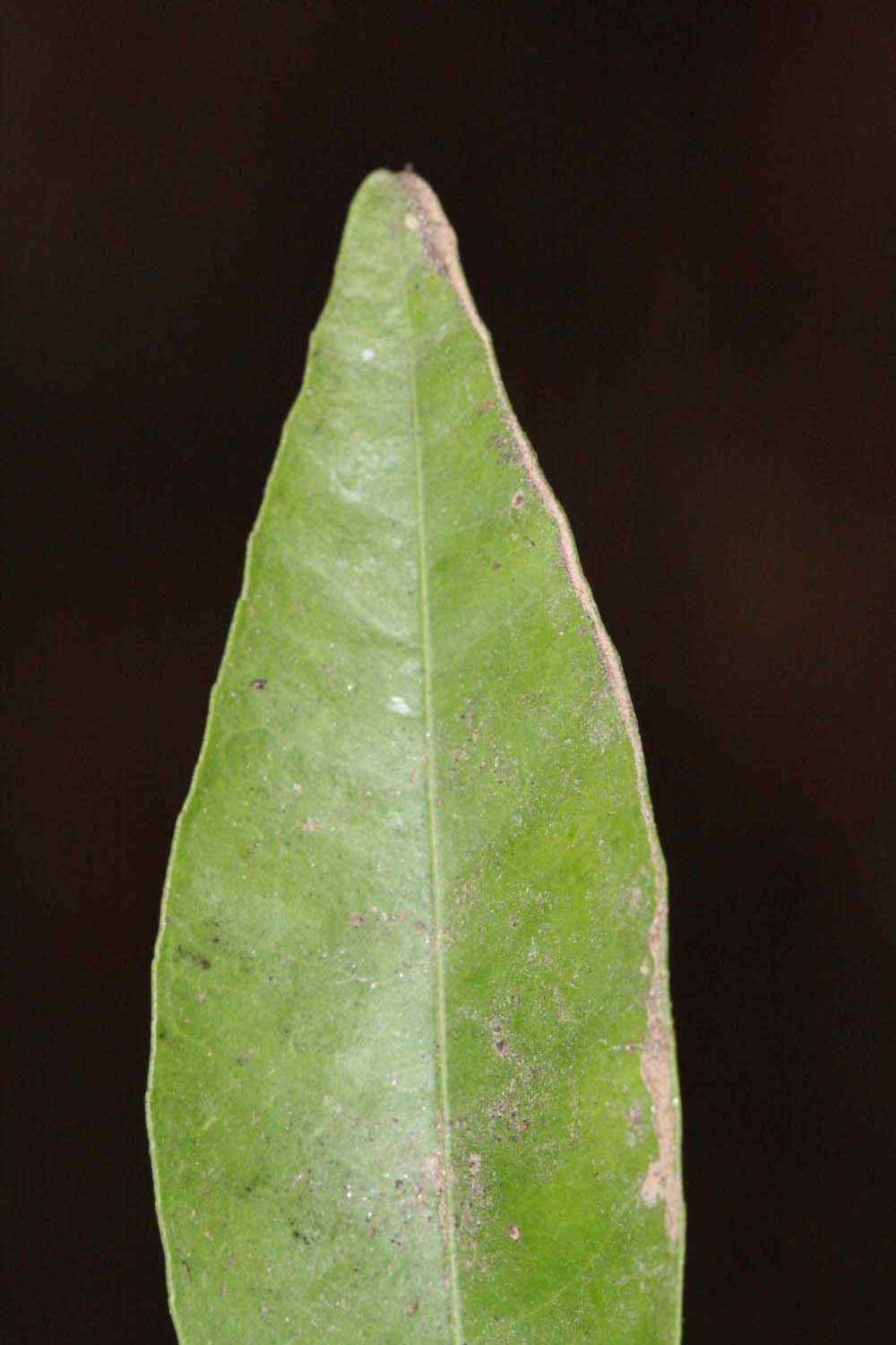              Margin (Riverside, CA)       